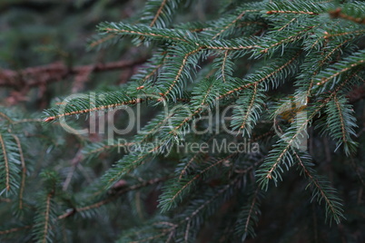 Fluffy green spruce branches in the forest