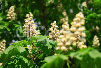 chestnut at spring