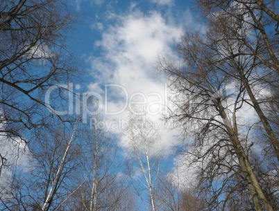 woods on blue sky