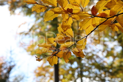 Bright autumn leaves on tree branches in the forest