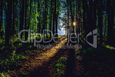 Rays of sunlight on footpath