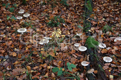 Clouded Agaric Fungi - Clitocybe nebularis Forming a large fairy ring