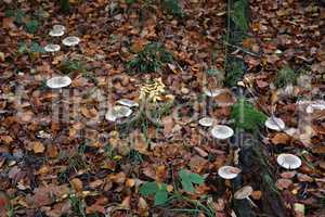 Clouded Agaric Fungi - Clitocybe nebularis Forming a large fairy ring