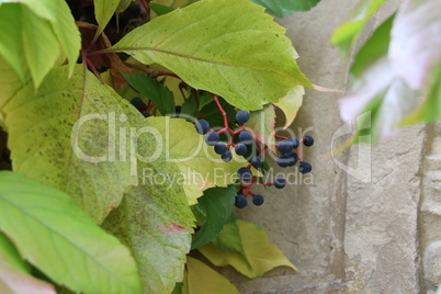 A hedge in the garden of wild grapes with blue berries
