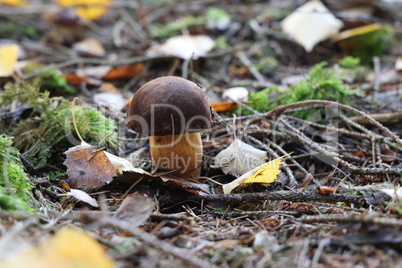 Beautiful boletus edulis mushroom in amazing green moss