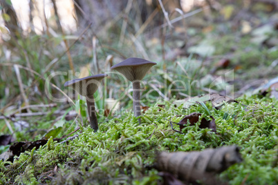 mushrooms have grown in the forest in autumn under the trees