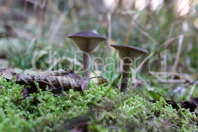 mushrooms have grown in the forest in autumn under the trees