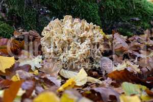 Sparassis crispa forest edible autumn mushroom in the forest