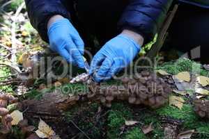 Mushroom picker cuts mushrooms with a knife