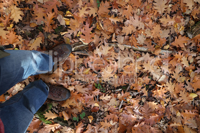 Fallen leaves from a tree in the forest in autumn