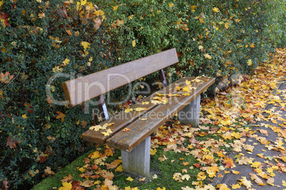 Yellow maple leaves falling on a park bench in autumn