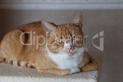 Ginger domestic cat looking at the camera