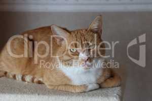 Ginger domestic cat looking at the camera