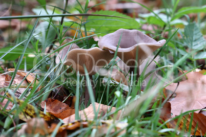 Various mushrooms have grown in the forest in autumn under the trees