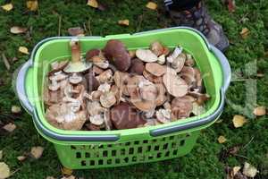 Trash with mushrooms collected in the forest