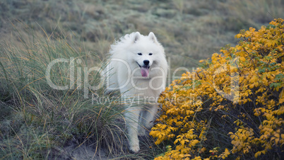 samoyed dog