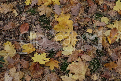 Maple leaves lie in the grass in autumn