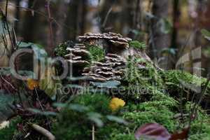 Autumn mushrooms grow in the forest on a stump