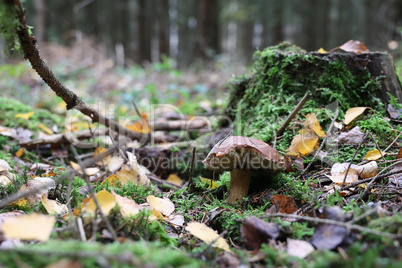 Beautiful boletus edulis mushroom in amazing green moss