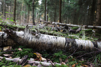 The fallen trunk of a birch lies in the forest