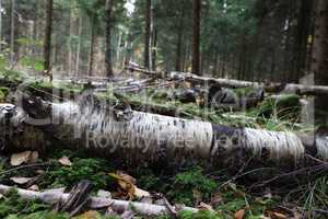 The fallen trunk of a birch lies in the forest