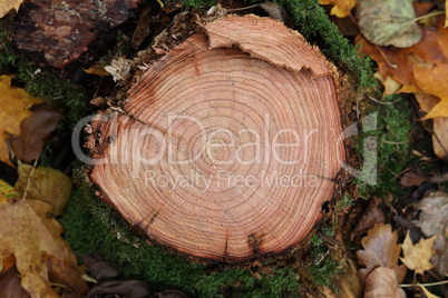 Annual rings on a fresh cut of a tree