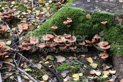 Autumn mushrooms grow in the forest on a stump