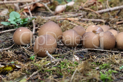 Autumn mushrooms in the form of balls