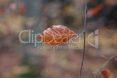 Autumn leaf with drops of moisture on a tree branch