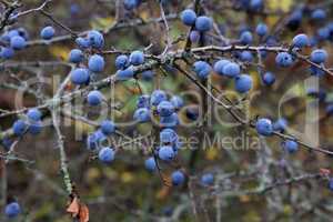 Blue berries of blackthorn ripen on bushes