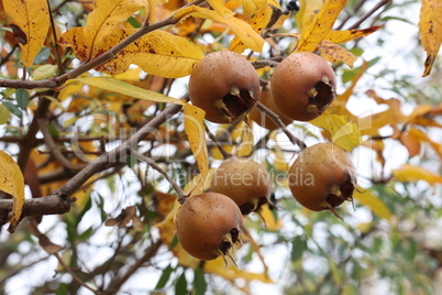 Fruit of Mespilus germanica, also named common medlar at a tree