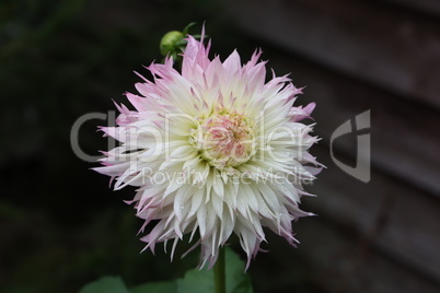 Isolated natural dahlia flower on green background