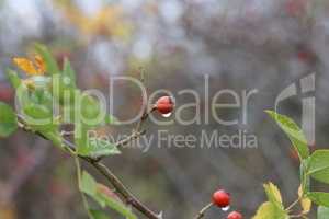 Drops of dew on branches and rosehip berries