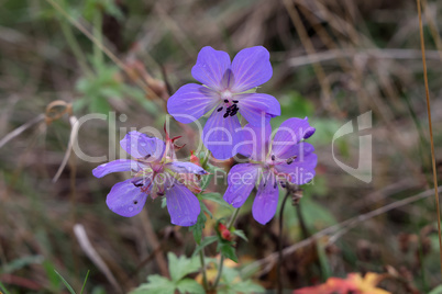 Delicate blue flowers of the meadow geranium