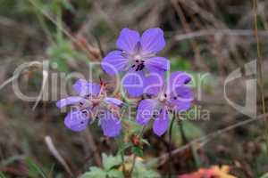 Delicate blue flowers of the meadow geranium