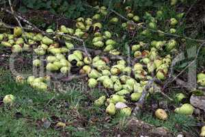green pears fall from the tree to the grass