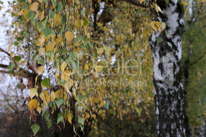 Yellow autumn leaves on birch trees in the forest
