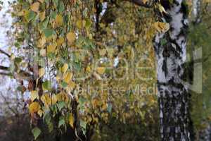 Yellow autumn leaves on birch trees in the forest