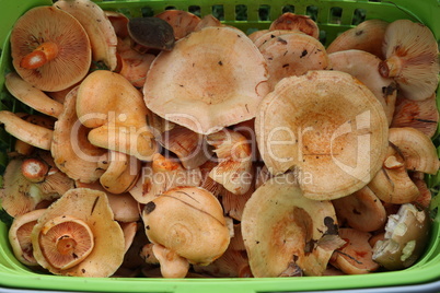 Forest mushrooms. Fresh cut forest mushrooms closeup