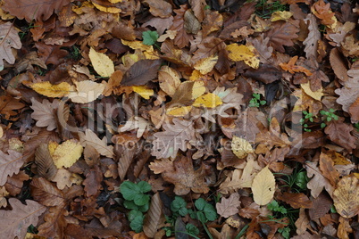 Fallen from a tree leaves in the forest in autumn