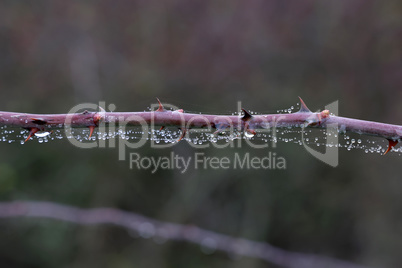 Water drops on a branch with thorns