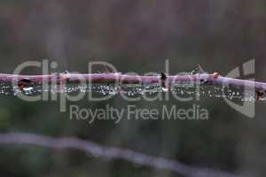 Water drops on a branch with thorns