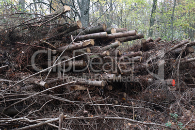 Freshly cut trees in the forest, on the side of a forest road