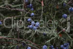 Blue berries of blackthorn ripen on bushes