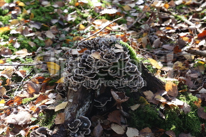 Autumn mushrooms grow in the forest on a stump