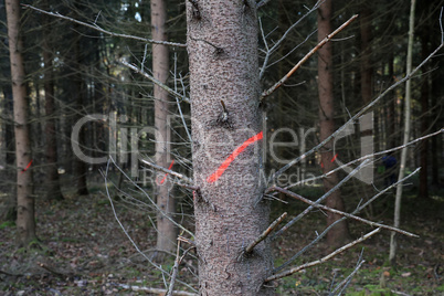 Sick trees are marked with paint and must be cut down