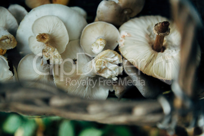 Mushroom harvest in the large Forest. Full Basket with mushrooms