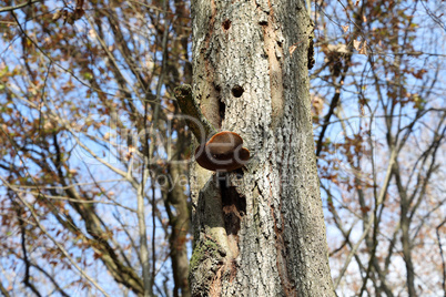 Polypore mushrooms grow in the forest high in the trees