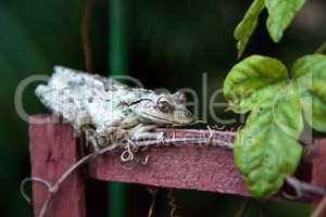 Cuban Tree Frog Osteopilus septentrionalis perches on a vine tre