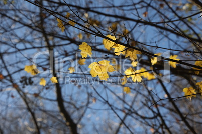 Bright autumn leaves on tree branches in the forest